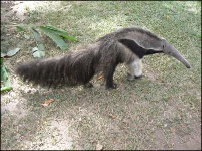 Un long museau, il se nomme ?