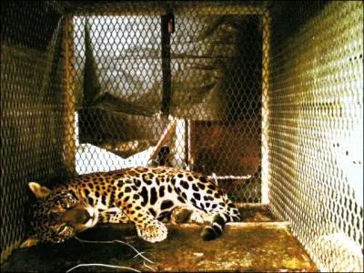 Les plus grands spcimens de ce flin avoisinent la taille d'une lionne !