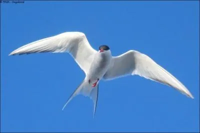 Cet oiseau est connu pour effectuer la plus grande migration du monde, autour de 70 000 kms par an !