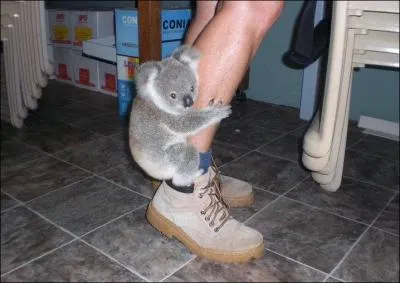 Une question facile, pour dtendre : quel est cet animal ?