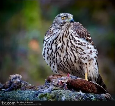 Chez les rapaces, la plupart du temps, la femelle est nettement plus grosse que le mle !