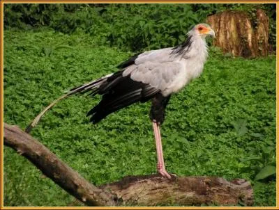 Il ne travaille pas dans un bureau, et il n'est pas verni, mais pourtant on l'appelle ...