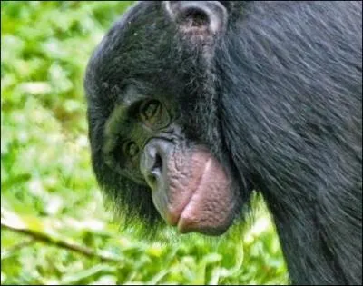Chez les bonobos, il y a plus de querelles que chez les chimpanzs !
