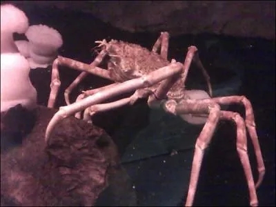 L'envergure d'un crabe peut atteindre ...