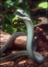 Nous commenons ce quizz avec le mamba noir, le serpent le plus rapide du monde, dont la vitesse peut atteindre 20km/h. O peut-on trouver ce spcimen ?