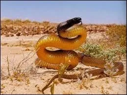 A votre avis, que cause le venin du Tapan  tte noire ?