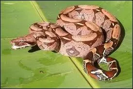 Quelle est la taille moyenne du boa constrictor ?