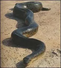 L'anaconda est le serpent le plus grand du monde avec une taille qui peut atteindre 10 mtres. Mais est-il vraiment capable de manger un jaguar ou un caman ?