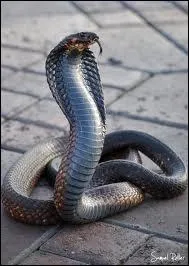 Dans quel pays peut-on trouver un cobra royal dont la morsure peut tuer un lphant ou bien 20 personnes ?