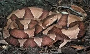 Le mocassin  tte cuivre vit en Amrique du Nord. De quelle famille fait-il partie ?