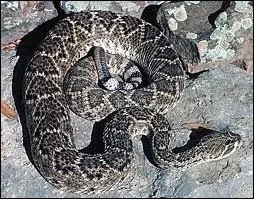 C'est un/une ... ... ... . du Texas .