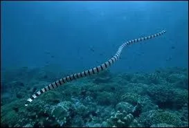 On termine ce quizz avec les serpents de mer qui possdent en gnral un venin entre dix et mille fois plus puissant que celui des serpents terrestres. O peut-on en trouver ?