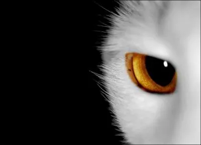 A qui appartient cet oeil ?