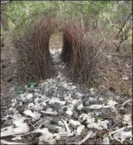 Quel est cet oiseau australien qui construit lors de sa parade nuptiale ces tonnelles de brindilles au sol ?