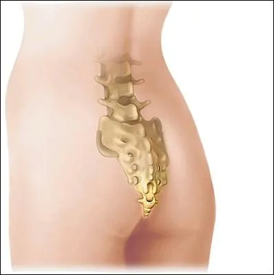 Comment s'orthographie cet os situ  l'extrmit de la colonne vertbrale chez l'humain ?