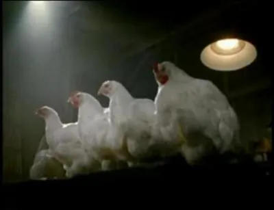 Ces poulets vont faire...