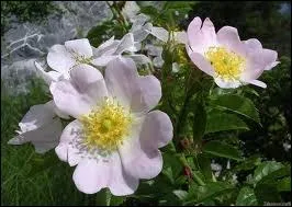 Qui a crit  Eglantine  ?