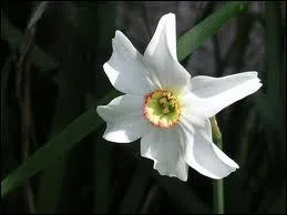 De quelle couleur tait le narcisse de Rumer Goden ?