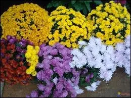 Qui a crit  Monsieur Chrysanthme  ?