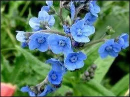 Qui a crit  Les fleurs bleues  ?