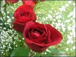 Qui a crit  Roses de septembre  ?