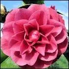 Qui a crit  La dame aux camlias  ?