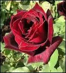 Qui a crit  Le nom de la rose  ?