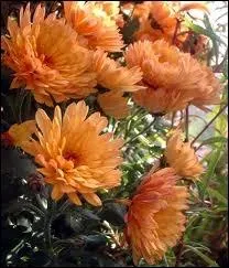 Qui a crit  Madame Chysanthme  ?