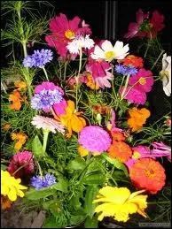 Qui a crit  Des fleurs pour Algernon  ?