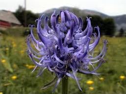 Quiz Fleurs