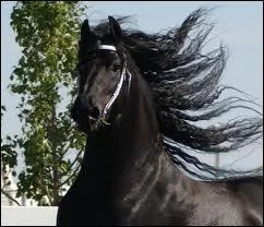 Quel est le cousin du cheval ?