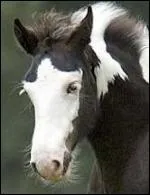 Comment s'appelle la marque qui prend toute la tte du cheval ?