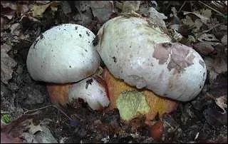 De quelle couleur devient le bolet satan, extrmement toxique, quand on le casse ?