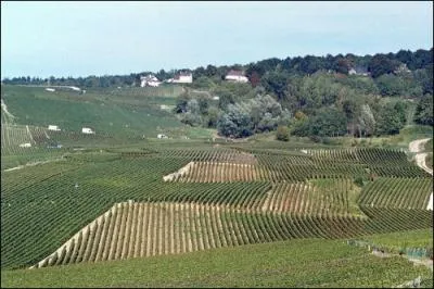 A prsent, faisons une balade sur la Montagne de Reims, o grce aux vignes est produit le ...