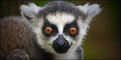 Quels animaux sont des primates endémiques de Madagascar, ainsi que de l'archipel des Comores ?