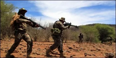 Ces trois animaux sont victimes des braconniers. Lesquels d'entre eux ne sont pas chassés en Afrique ?