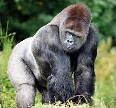 Le gorille est le plus grand singe. Il vit ...