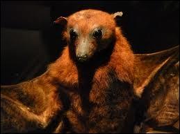 La plus grande chauve-souris, la roussette de Malaisie (ou grand renard volant) qui a une envergure d'1, 70 m est ...