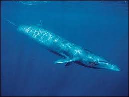 La baleine bleue est le plus gros animal vivant à notre époque. Sous quel autre nom est-elle connue ?