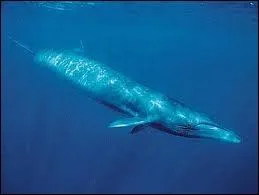 La baleine bleue est le plus gros animal vivant  notre poque. Sous quel autre nom est-elle connue ?