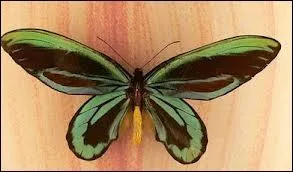 Quel est le plus grand papillon ?