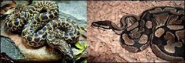 L'anaconda et le python réticulé sont les serpents les plus grands du monde. Lequel vit en Amérique du Sud ?
