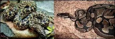 L'anaconda et le python rticul sont les serpents les plus grands du monde. Lequel vit en Amrique du Sud ?