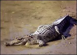 Quel crocodile est le plus grand ?