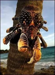 Quel est le plus grand crustac terrestre ?