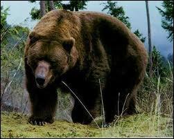 L'ours polaire est le plus grand carnivore terrestre. Parmi les ours bruns, lequel est le plus grand ?