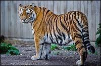 Le tigre est le plus grand félidé. Lequel est le plus grand ?