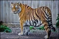 Le tigre est le plus grand flid. Lequel est le plus grand ?