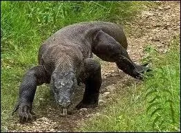 Quel est le plus grand lzard ?