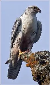 Quel est le plus grand faucon ?